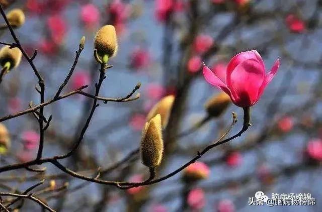 鼻子不通气用什么草药,睡觉就鼻子不通中药方