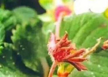 草莓的芽枯病怎样治,草莓新芽发黑腐烂