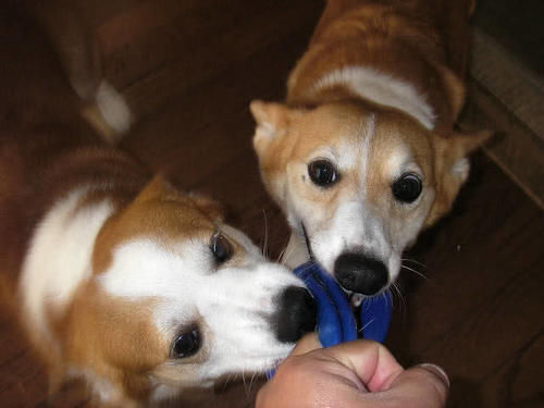 公柯基为什么总咬人,为什么柯基喜欢咬手