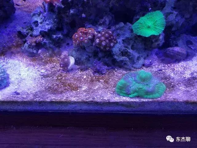 海水鱼缸藻类爆发怎么治,海水鱼缸的菌怎么处理