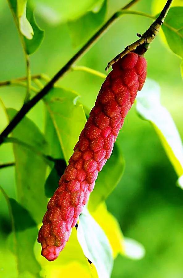 望春玉兰花盛开,造型望春玉兰