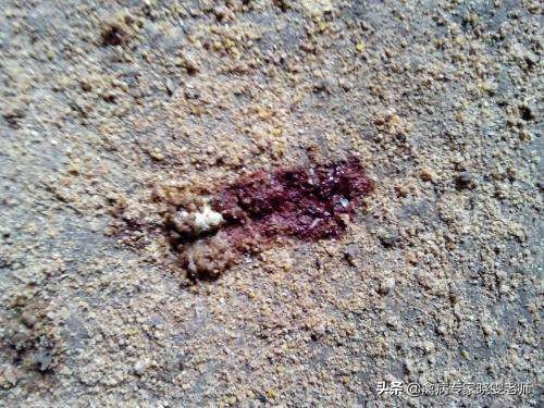 鸡拉血便相当于“自杀”？关于球虫病你知道多少？