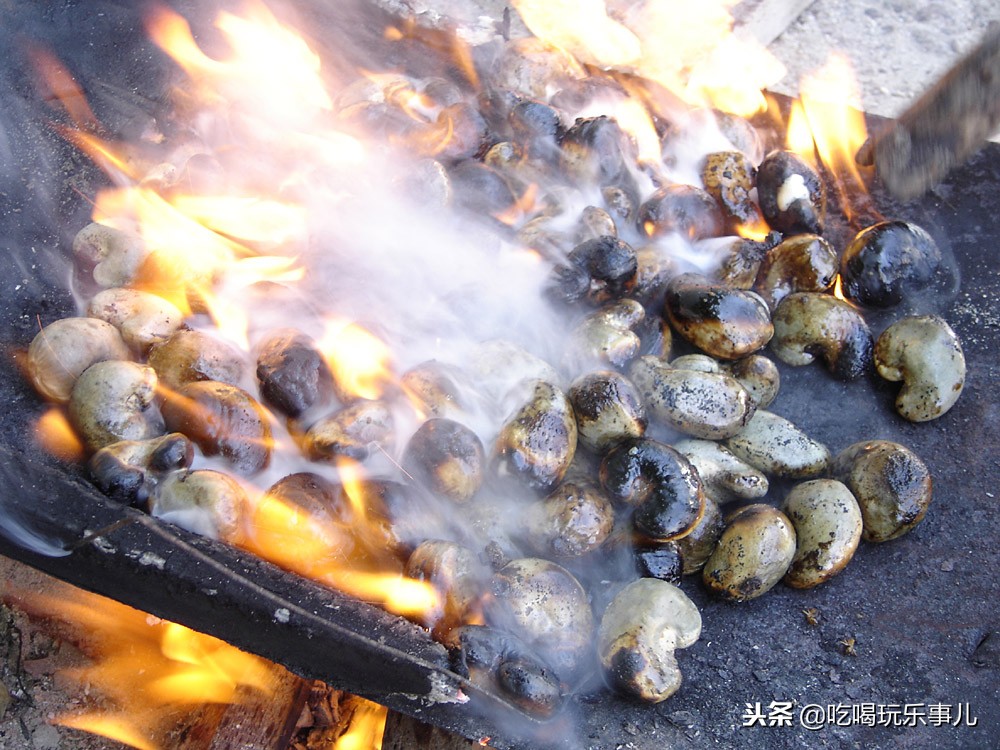 像花生一样好吃的腰果长在树上吗,腰果树上的腰果