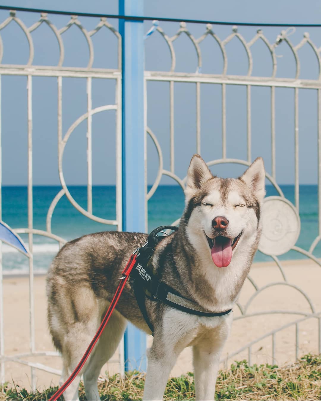 养宠物人得了寄生虫,养宠物人得皮肤病