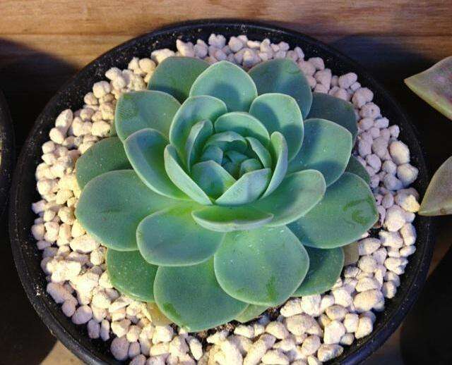 100种常见多肉植物图鉴收藏,1000种多肉植物图鉴及名字