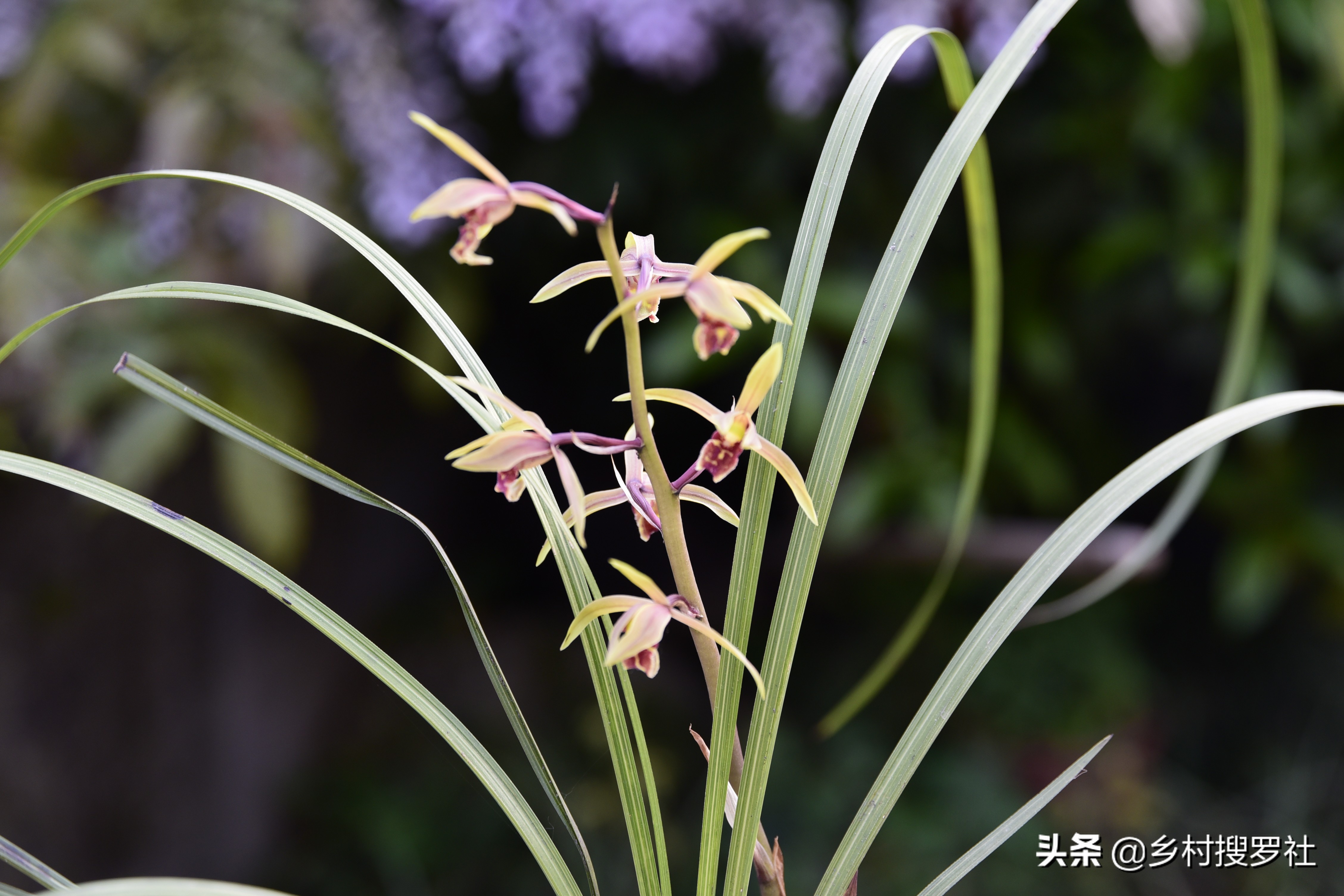 蕙兰排铃期的管理方法,蕙兰花蕾期怎么管理