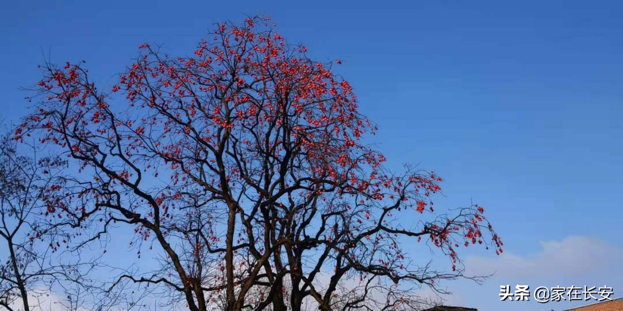 白雪柿子,秦岭草甸高山野菊花
