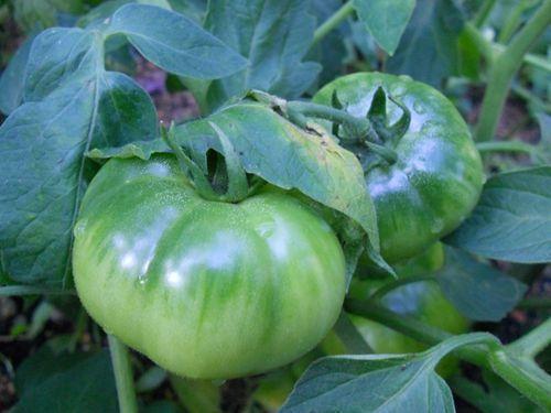 圣女果和大番茄哪个更甜,圣女果和大番茄哪个更适合减肥