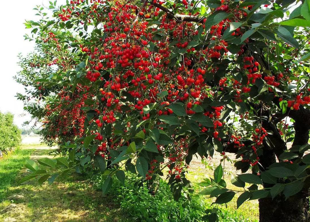 绿化用苗有哪些好品种,现在春季绿化都有哪些绿化苗