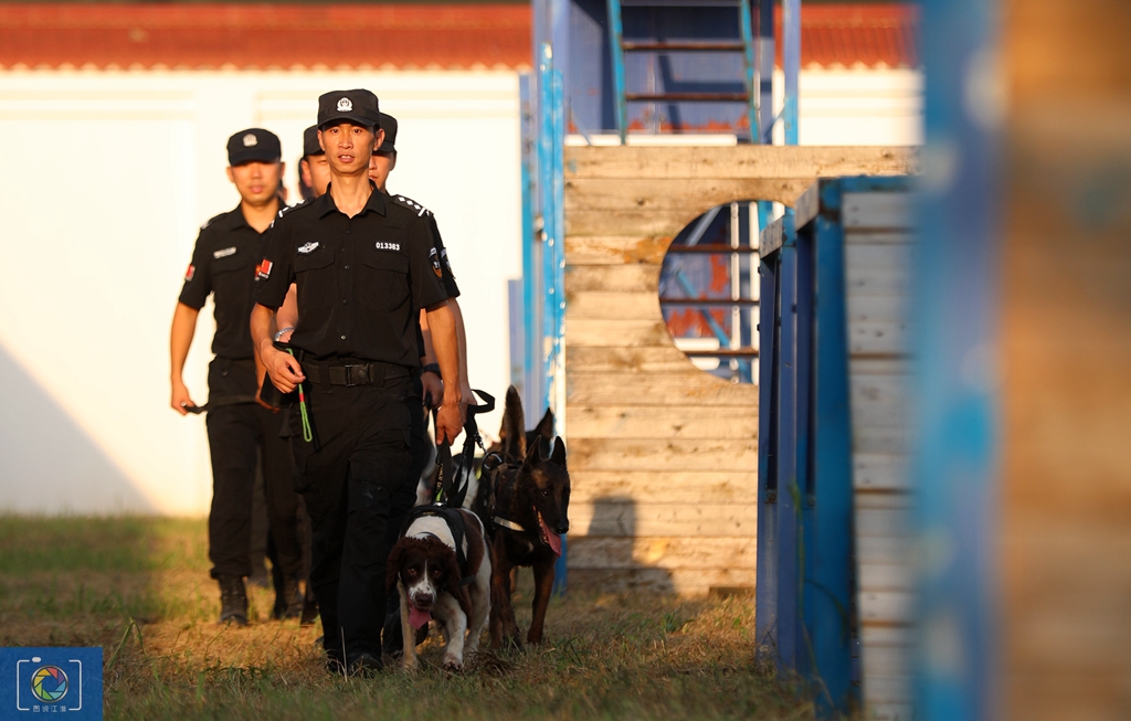 警犬训犬师的工作和生活,如何成为一名合格的警犬训导员