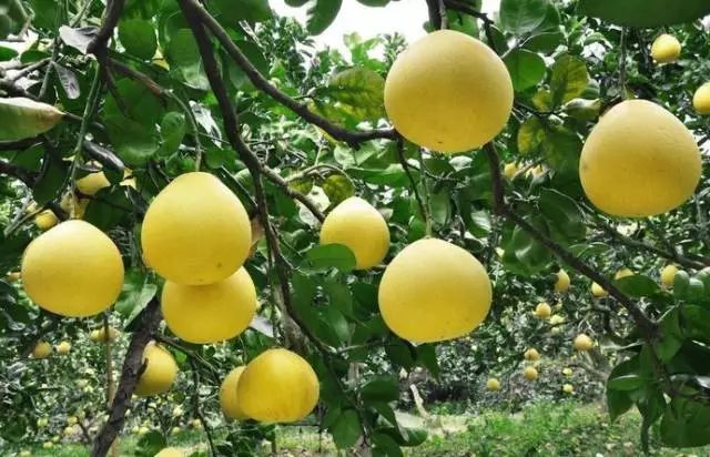 容县沙田柚挑选视频,如何挑选沙田柚视频