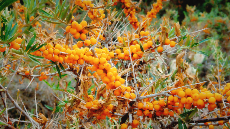 新疆喀什游玩与饮食,新疆喀什旅游去哪买特产