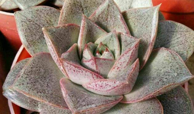 大和锦多肉耐冻吗,大和锦多肉好不好养