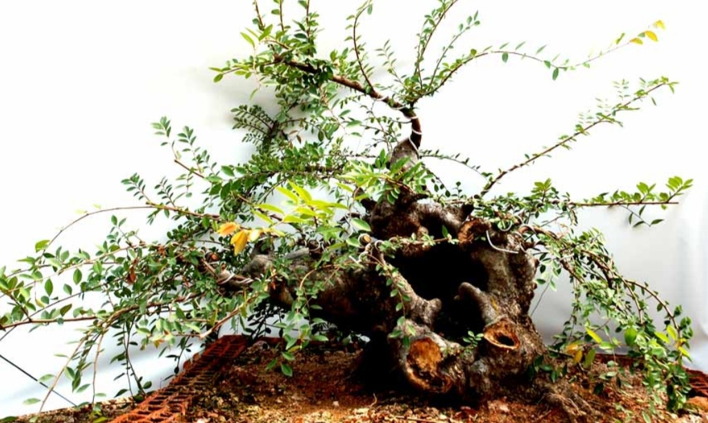 榆树疙瘩怎么制作盆景,榆树老桩丛林式盆景制作