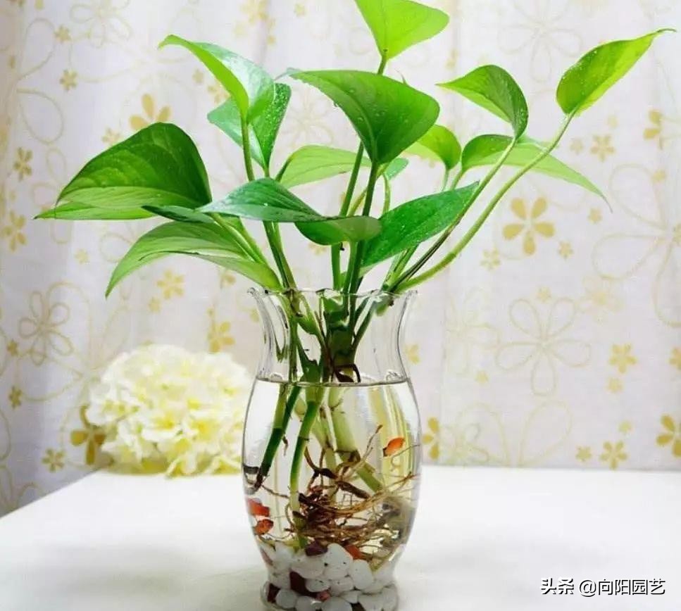 绿萝和什么鱼一起养,什么鱼可以和绿萝一起养不会死