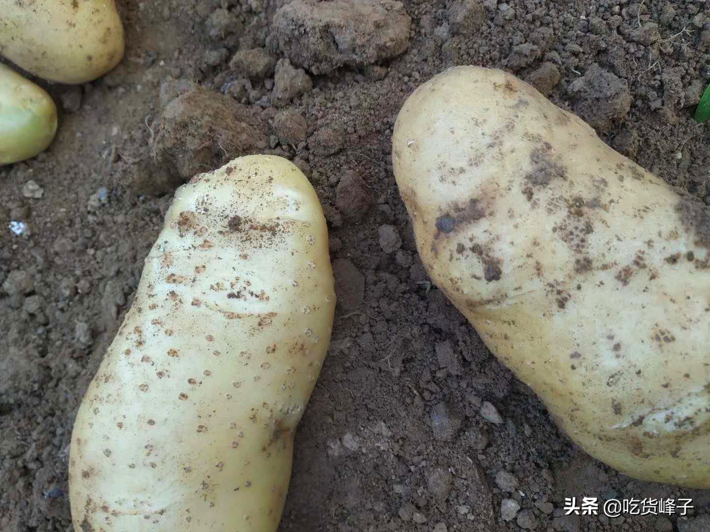 天热土豆怎么保存,屋里热土豆怎么保存不发芽