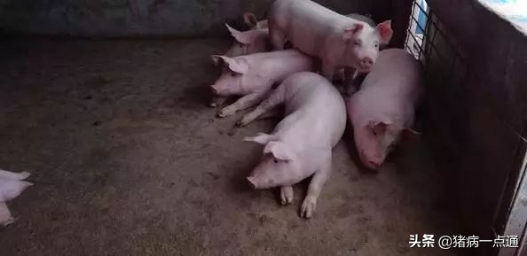 猪分圈避免打架,猪并圈大概几天就不打架了