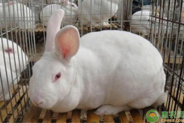 兔子歪头是什么原因引起的,兔子球虫病症状及表现