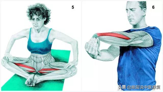 搏击肌肉拉伸图谱,最全的肌肉拉伸图谱