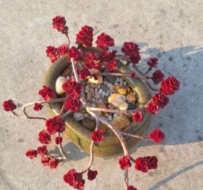 多肉缀化怎么才能养成扇形,小球玫瑰锦多肉如何养护