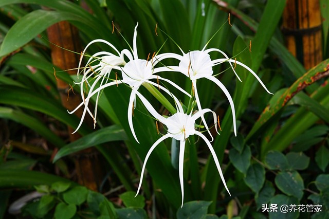 庭院种牡丹玉兰桂花海棠,庭院种文竹薄荷
