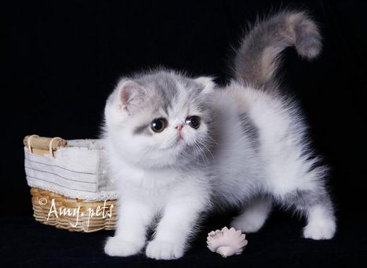 适合三个人创业的行业,这3个项目比较适合农村人创业