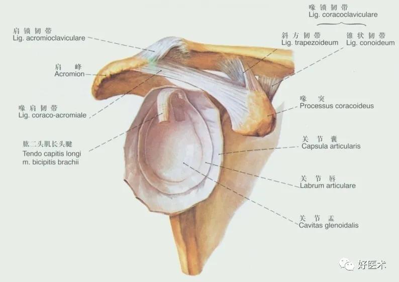 90条韧带的精细解剖、起止点及分布走形，收藏走起