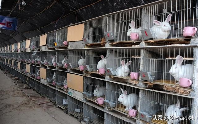 不同兔子要养多久才可以生崽,不同窝的兔子怎么放在一起养