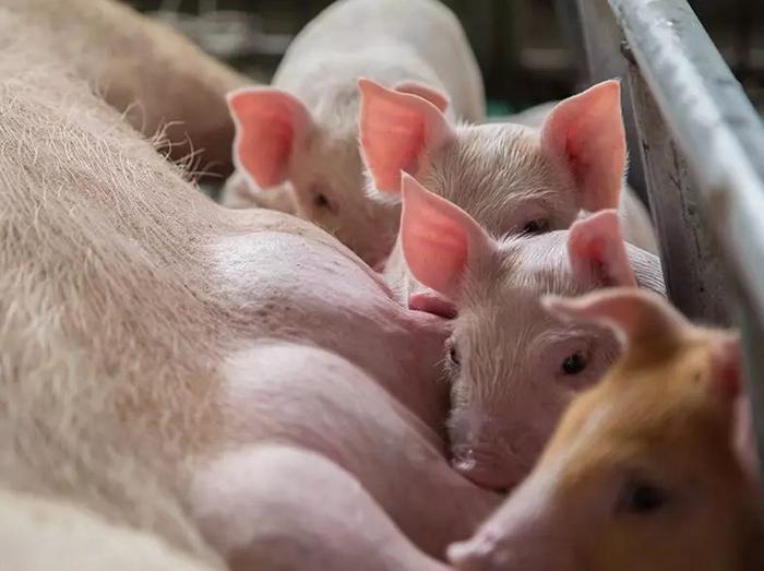 脱霉剂的作用有多重要，教养殖户选择一款正确的脱霉剂