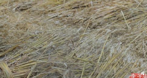 李子柒网红文化,李子柒是抖音最火网红吗