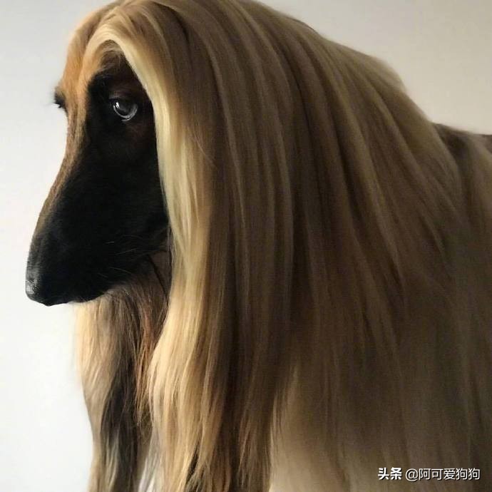 阿富汗猎犬为什么智商最低,阿富汗猎犬为什么智商低