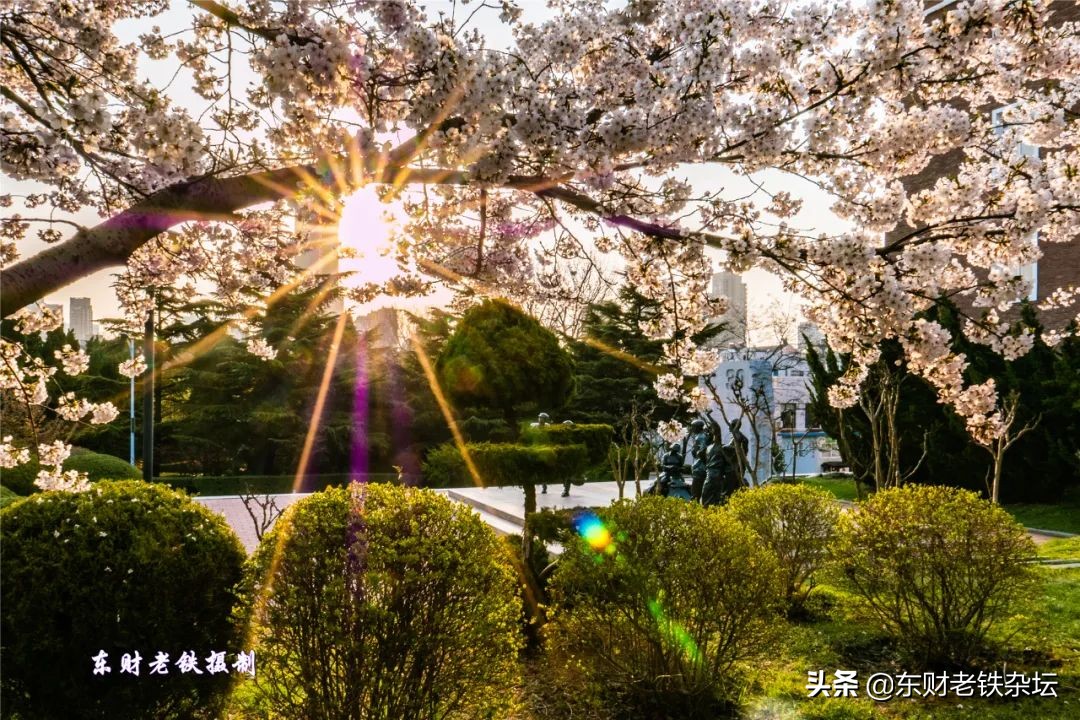 网红美景,网红一棵树樱花园