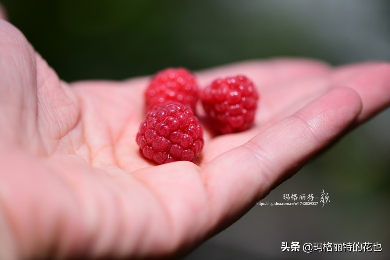 花园里种树莓吗,树莓在庭院里如何种植