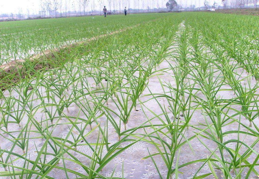 大蒜黄叶的解决方法,大蒜黄叶的原因和解决方法