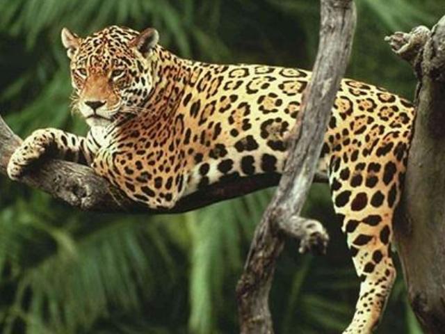 亚马逊热带雨林多大面积,亚马逊雨林最多的植被