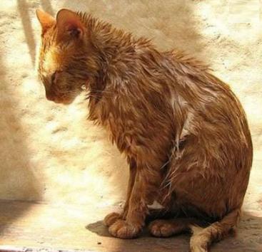 猫咪有跳蚤教你根除跳蚤的方法,猫咪去除跳蚤哪个牌子好用