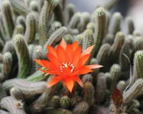 仙人指路健体,仙人指路伤害不高