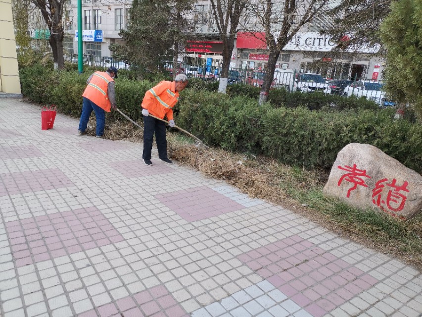 “城市黄玫瑰绽放新英姿”