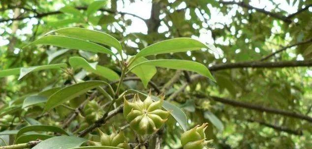 25种常见有毒的花草树木,警惕50种有毒植物