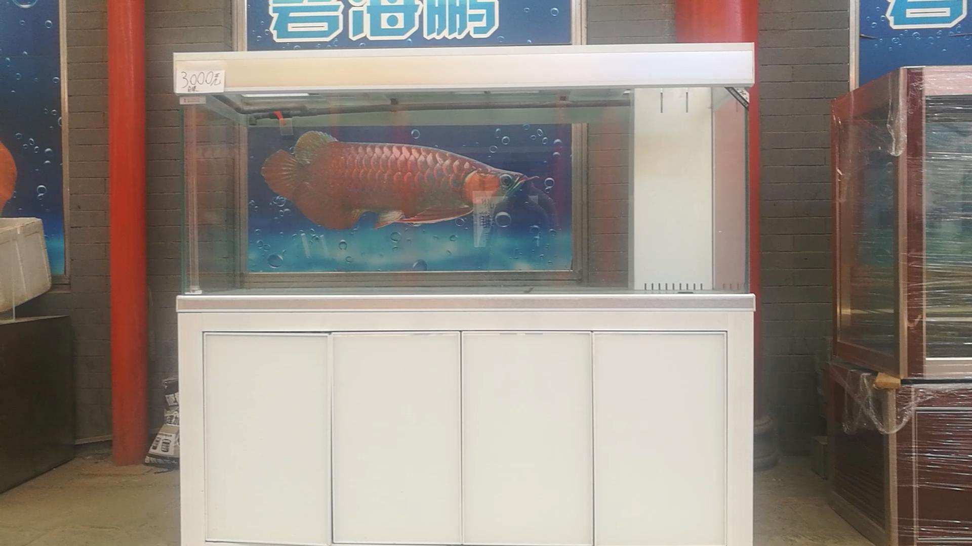 北京十里河鱼市,都说它拆了,我却看到了综合性的水族市场