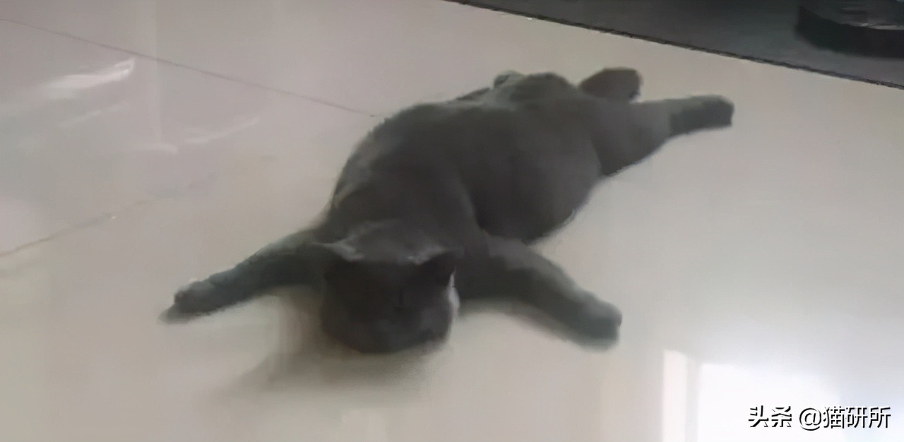 猫咪夏季好物推荐平价,猫咪防抓好物推荐