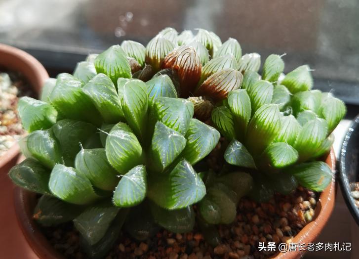 多肉玉露为什么会有虫,玉露多肉上面长的东西是什么