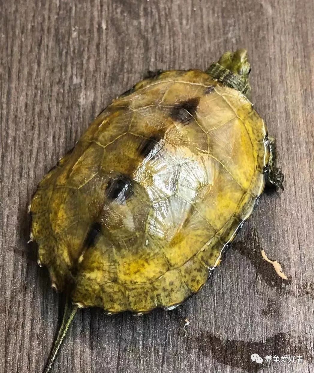 解答各种龟类问题,养龟的10个困惑