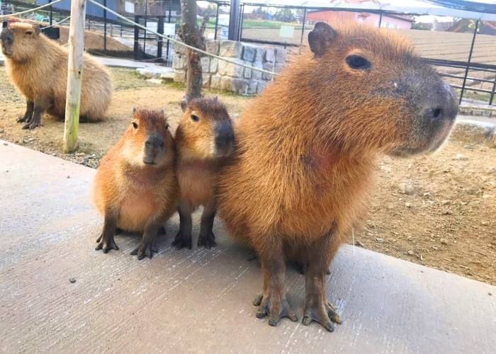 水豚为什么被称为动物中的交际花,水豚是动物界公认的老好人