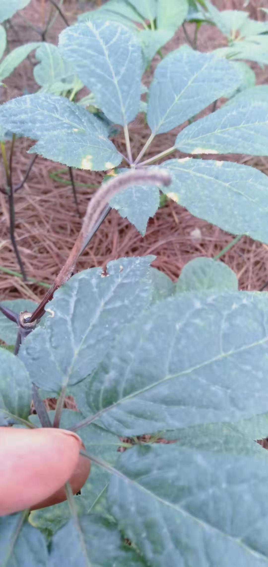 三七软腐病主治,三七有灰霉怎么办