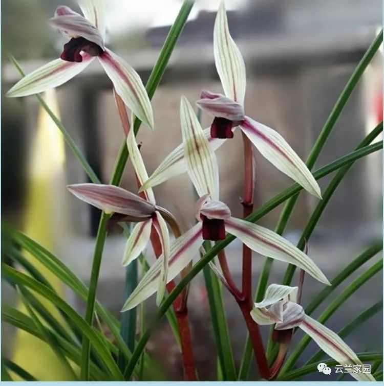 这5款红色的多肉好看好养到爆,五种最香的兰花品种