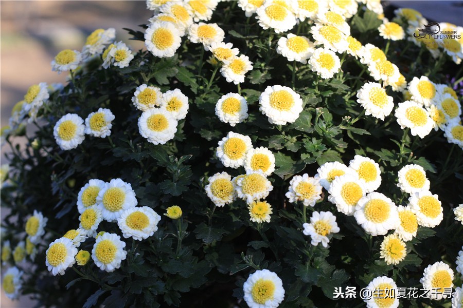 东湖公园菊花展今天还有开放吗,深圳东湖公园菊花展图片