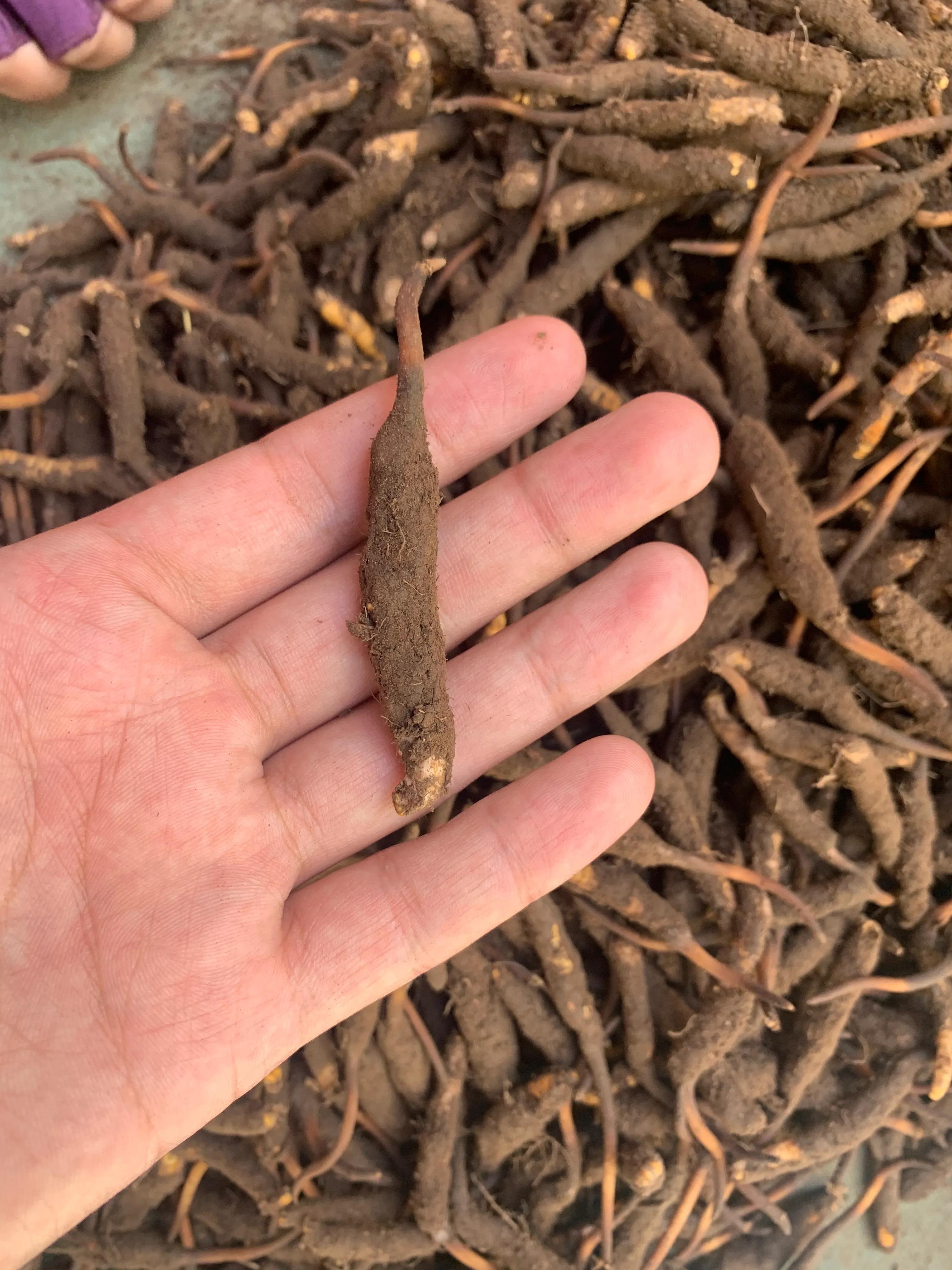 四川青海西藏冬虫夏草,青海果洛虫草新鲜冬虫夏草