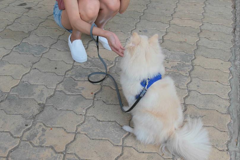 好狗狗身上都有哪些特征,善良友爱的好主人是狗狗的福气