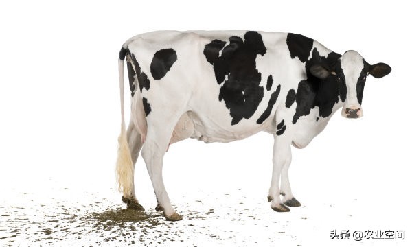 奶牛场的饲养管理技术有哪些,高产奶牛的管理要点